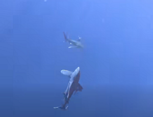 Scientists Document Rare Oceanic Whitetip Shark Jump In Maldives Ocean Research Paper