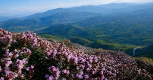 When the Mountains Turn Violet: Neelakurinji Returns to Munnar
